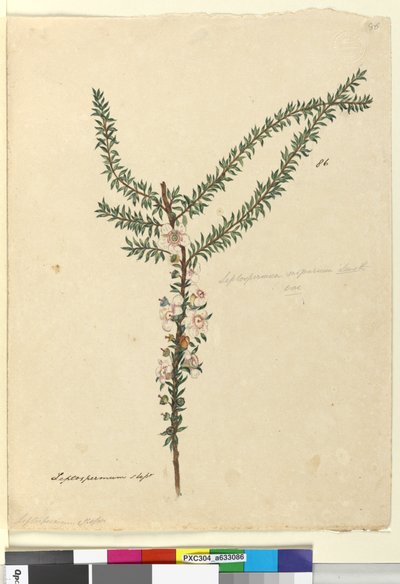 Seite 86. Leptospermum scoparium von John William Lewin