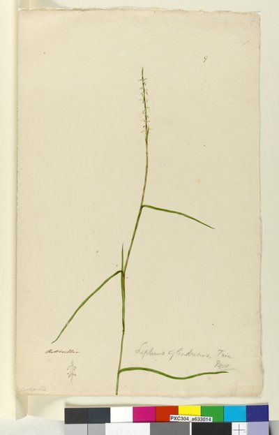 Seite 9. Lepturus cylindricus, ca. 1803-06 von John William Lewin