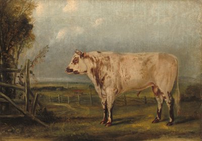 Ein junger Stier, ca. 1849 von John Woodhouse Audubon