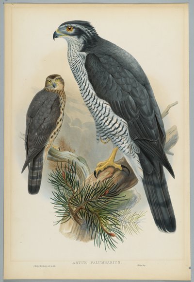 Habicht, gezeichnet von J. Wolf, graviert von H. C. Richter von John after Gould