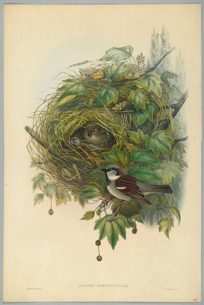 Haussperling, graviert von H. C. Richter von John after Gould