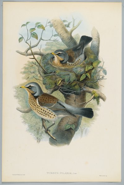 Wacholderdrossel, graviert von H. C. Richter von John after Gould