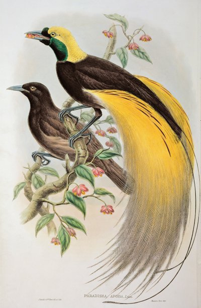Paradiesvogel: Großer, Paradisaea Apoda von John and Hart, William Gould