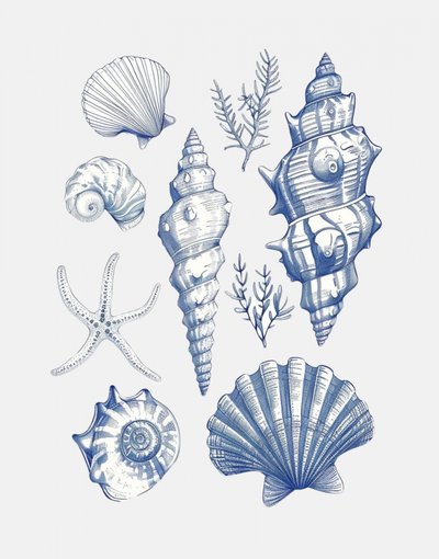 Blaue Nautische Muscheln von Jolly and Dash