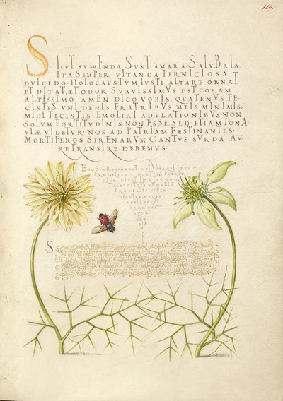 Schwarze Kümmel und Insekt von Joris Hoefnagel