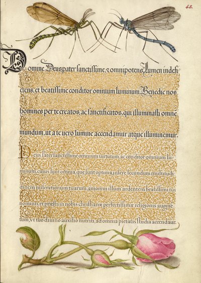 Kronenkranichfliege, Insekt und französische Rose von Joris Hoefnagel