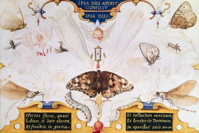 Diptychon mit Blumen und Insekten, 1591 von Joris Hoefnagel