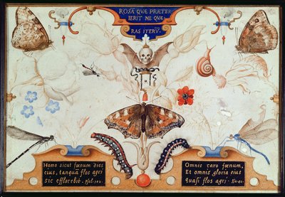 Diptychon mit Blumen und Insekten, 1591 (Marouflage und Pergament auf Tafel) von Joris Hoefnagel