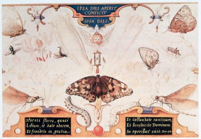 Diptychon mit Blumen und Insekten, 1591 von Joris Hoefnagel
