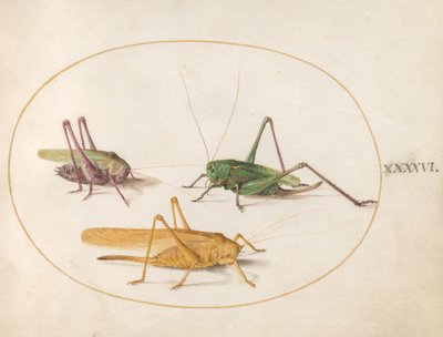 Heuschrecke, ca. 1575-80 von Joris Hoefnagel