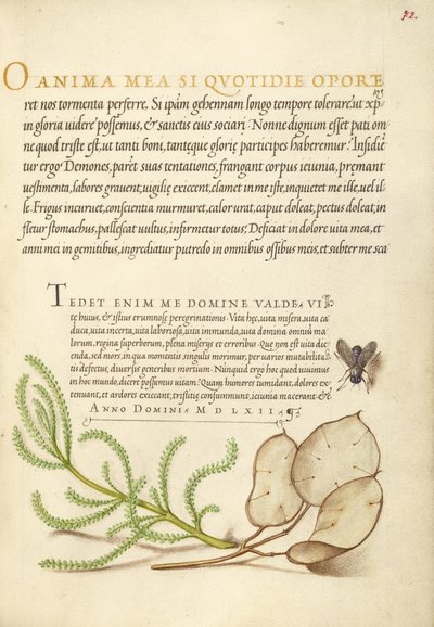 Stubenfliege, Lavendelwatte und Silberblatt von Joris Hoefnagel