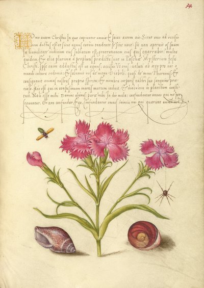 Insekt, Nelke, Spinne, Meeresmollusk und Auge von Santa Lucia von Joris Hoefnagel