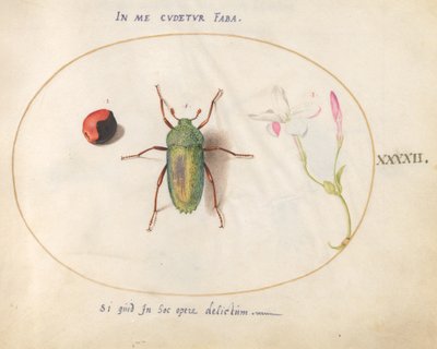 Insekt, ca. 1575-80 von Joris Hoefnagel