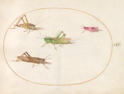 Insekten, ca. 1575-80 von Joris Hoefnagel
