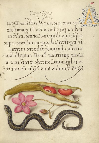 Gartenbohne, Anemone und Natter von Joris Hoefnagel