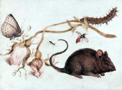 Maus, Blume und Insekt, 16. Jahrhundert von Joris Hoefnagel