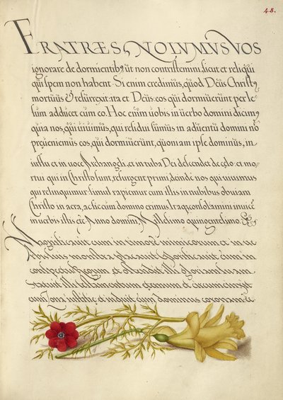 Adonisröschen und Butterblume von Joris Hoefnagel