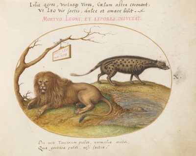Tafel 10: Ein Löwe und eine Zibetkatze von Joris Hoefnagel