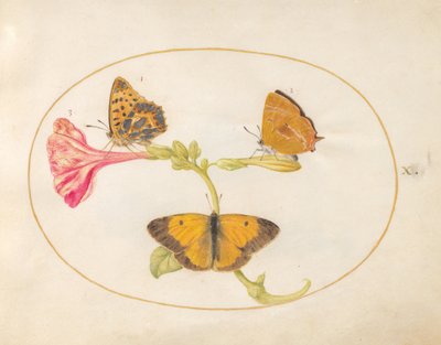 Tafel 10: Nierenfleck-Zipfelfalter, Kaisermantel und Postillon auf einer Wunderblume von Joris Hoefnagel