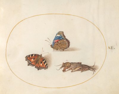 Tafel 11: Kleiner Fuchs und Admiral-Schmetterlinge mit einer Maulwurfsgrille von Joris Hoefnagel