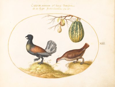 Tafel 12: Paar Auerhähne mit einer Melone und Birnen von Joris Hoefnagel