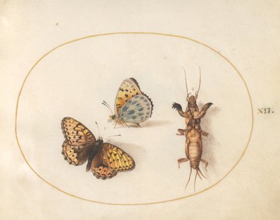 Tafel 12: Zwei Ansichten eines Schmetterlings (Silberrand-Perlmutterfalter?) und einer Maulwurfsgrille von Joris Hoefnagel