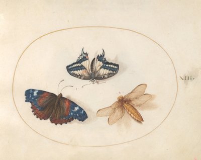 Tafel 13: Gelber Schwalbenschwanz und Admiral-Schmetterlinge mit einer Libelle (Breitbauchlibelle?) von Joris Hoefnagel