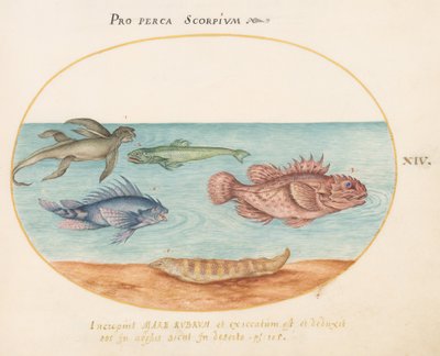 Platte 14: Ein "Meeraffe", zwei Skorpionfische und zwei andere Fische von Joris Hoefnagel