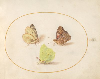 Tafel 14: Zitronenfalter, Admiral und Postillon von Joris Hoefnagel