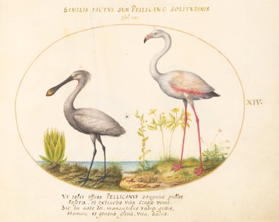 Teller 14: Löffelreiher und Flamingo von Joris Hoefnagel