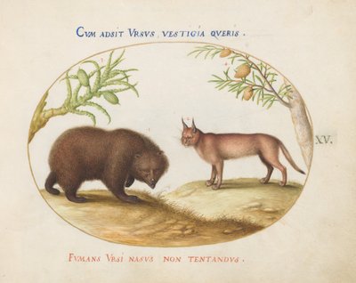 Tafel 15: Ein Bär und ein Luchs(?) von Joris Hoefnagel
