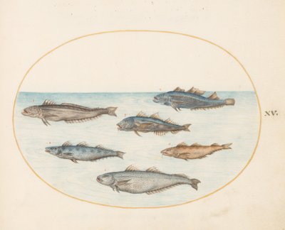 Tafel 15: Sechs "Asellorum" Fische (Kabeljau?) von Joris Hoefnagel
