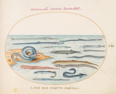 Tafel 16: Aale, Seenadeln und Nadelfische von Joris Hoefnagel