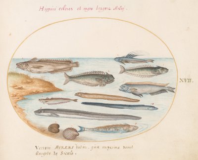 Tafel 17: Ein Kabeljau, Petermännchen, Aale und andere Fische von Joris Hoefnagel
