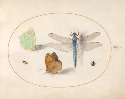 Tafel 17: Schwefel- und Wiesenbrauner(?) Schmetterling, eine Libelle und zwei kleine Insekten von Joris Hoefnagel