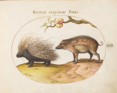 Tafel 17: Stachelschwein und Wildschwein von Joris Hoefnagel