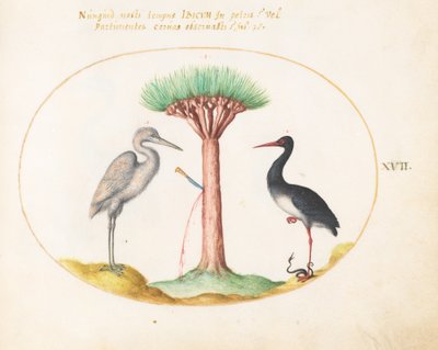 Tafel 17: Weißer Reiher(?) und Schwarzer Storch töten eine Schlange mit einem Drachenblutbaum von Joris Hoefnagel