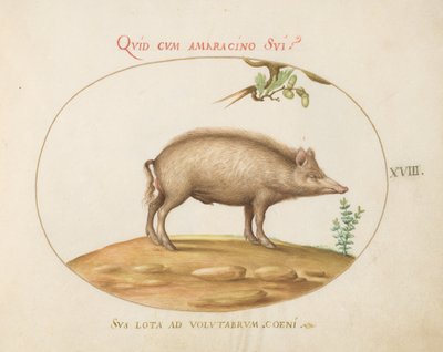 Tafel 18: Ein Schwein mit Eicheln von Joris Hoefnagel