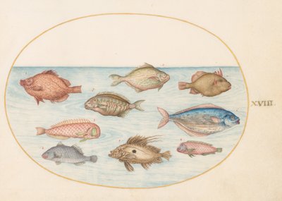 Tafel 18: Schweinsfisch, Messerfisch, Butterfisch, ein Petersfisch und andere Fische von Joris Hoefnagel