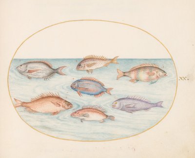 Teller 20: Meerbrasse, Dentex, Sargo und andere Fische von Joris Hoefnagel