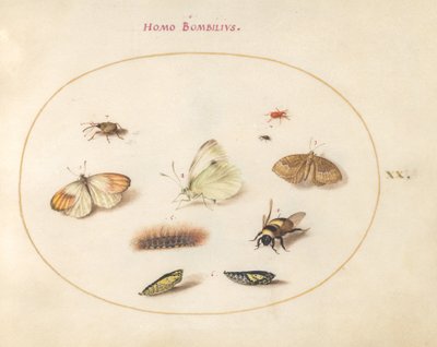 Tafel 20: Drei Schmetterlinge, eine Raupe, eine Biene, zwei Puppen und drei Rüsselkäfer von Joris Hoefnagel