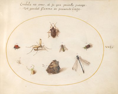 Tafel 21: Ein Schmetterling mit einer Libelle, einem Marienkäfer und fünf anderen Insekten von Joris Hoefnagel