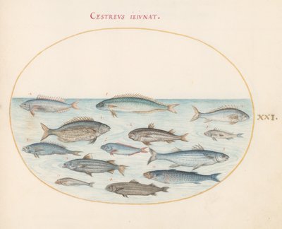 Tafel 21: Kabeljau(?) und andere Fische von Joris Hoefnagel