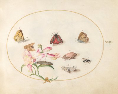 Tafel 22: Ein Zinnoberroter Falter und ein Maikäfer mit Schmetterlingen, anderen Insekten und einem Löwenmaul von Joris Hoefnagel