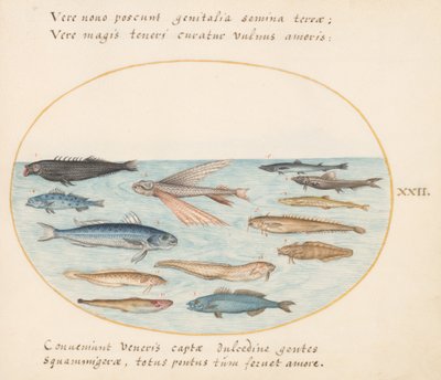 Tafel 22: Meeräsche, fliegender Fisch, Aale und andere Fische von Joris Hoefnagel