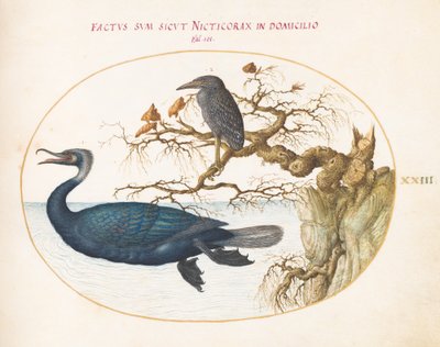 Tafel 23: Ein Brandt-Kormoran mit einem jungen gekrönten Nachtreiher von Joris Hoefnagel