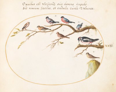 Tafel 25: Buntspecht, Gimpel, Spatzen und andere Vögel von Joris Hoefnagel