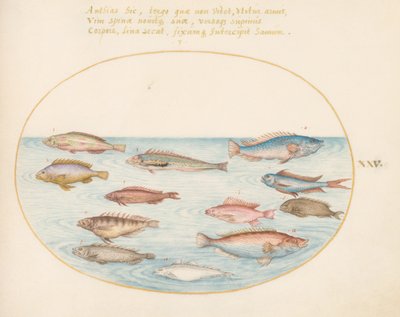 Tafel 25: Mittelmeer-Regenbogenlippfisch, andere Lippfische, ein Schwalbenschwanz-Meerbarsch (?), mehrere "Anthiae" und andere Fische von Joris Hoefnagel