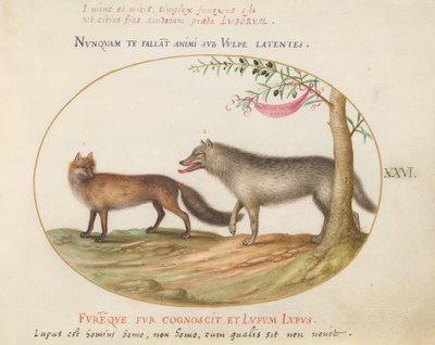 Tafel 26: Ein Rotfuchs und ein Wolf von Joris Hoefnagel