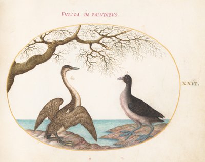 Tafel 26: Kormoran und Blässhuhn von Joris Hoefnagel